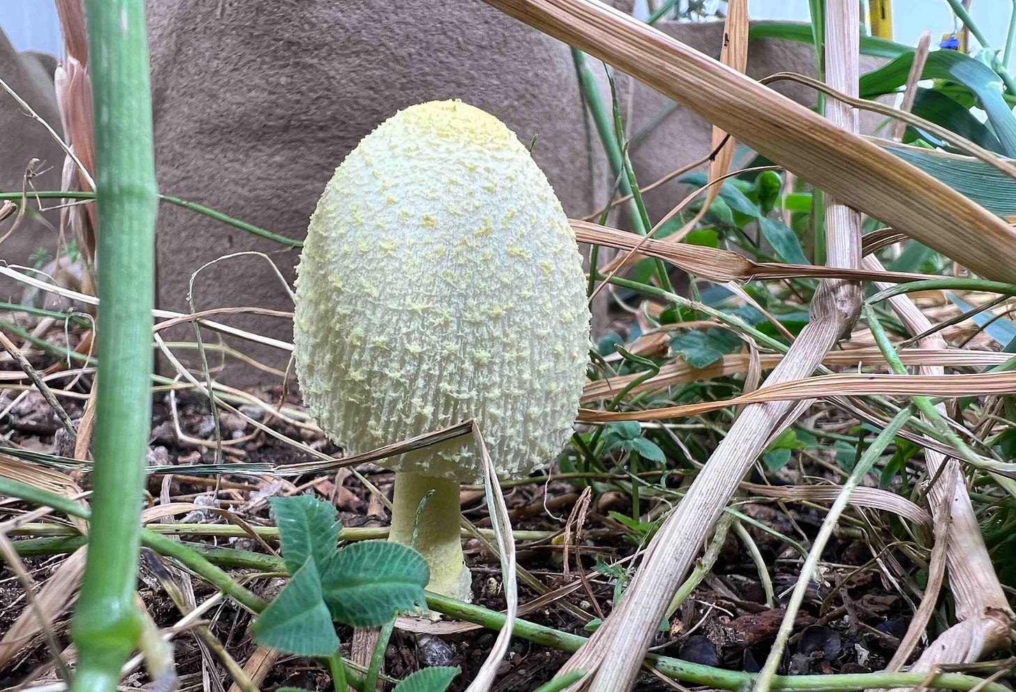 bulbous mushroom growing in soil at base of marijuana plants