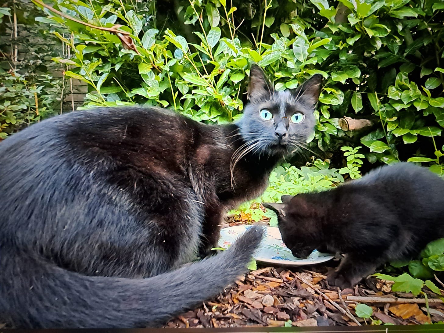 cats eating