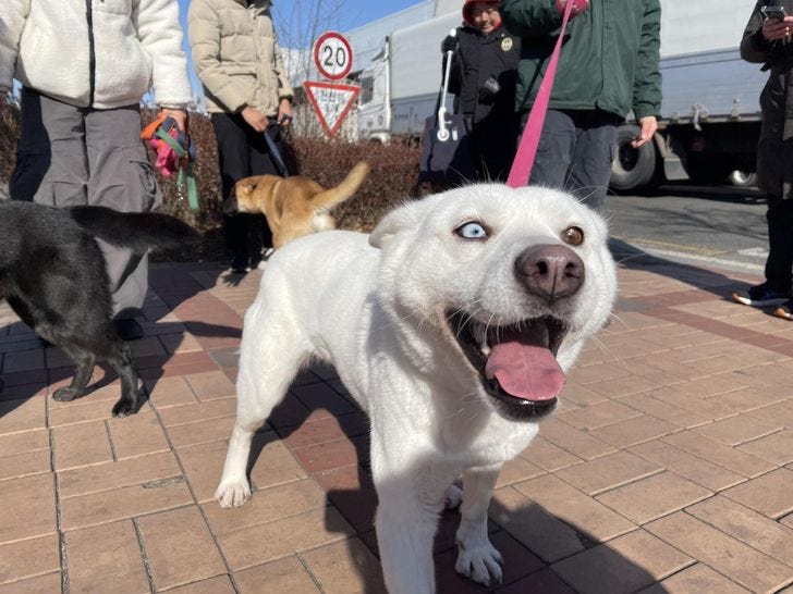 Stella, a three-year-old Jindo and husky mix breed dog, strolls inside Incheon International Airport Logistics Center, Tuesday, before boarding a flight to Toronto. Stella’s five puppies are among 16 dogs being sent to Canada. Courtesy of Humane World for Animals Korea Stella, a three-year-old Jindo and husky mix breed dog, strolls inside Incheon International Airport Logistics Center, Tuesday, before boarding a flight to Toronto. Stella’s five puppies are among 16 dogs being sent to Canada. Courtesy of Humane World for Animals Korea