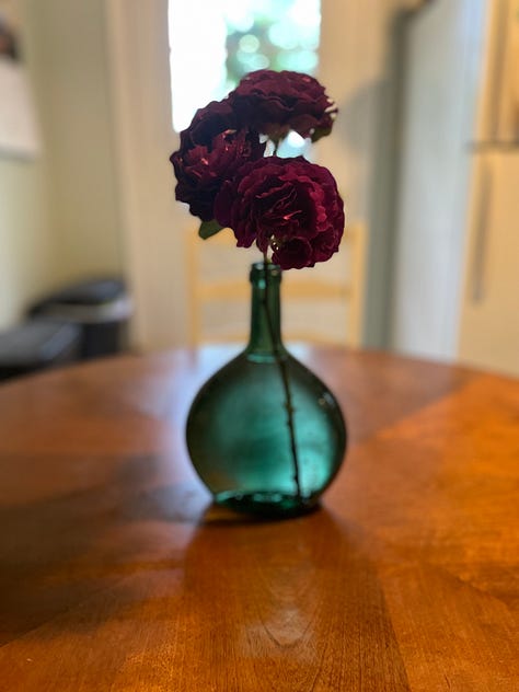 Various blooming roses and some cut into vases