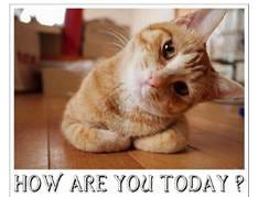 A cat lying on the floor

Description automatically generated with medium confidence