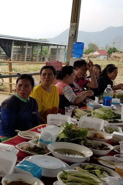 Travel Laos Buffalo Dairy farm