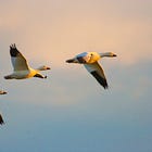 Geese Are Good for You