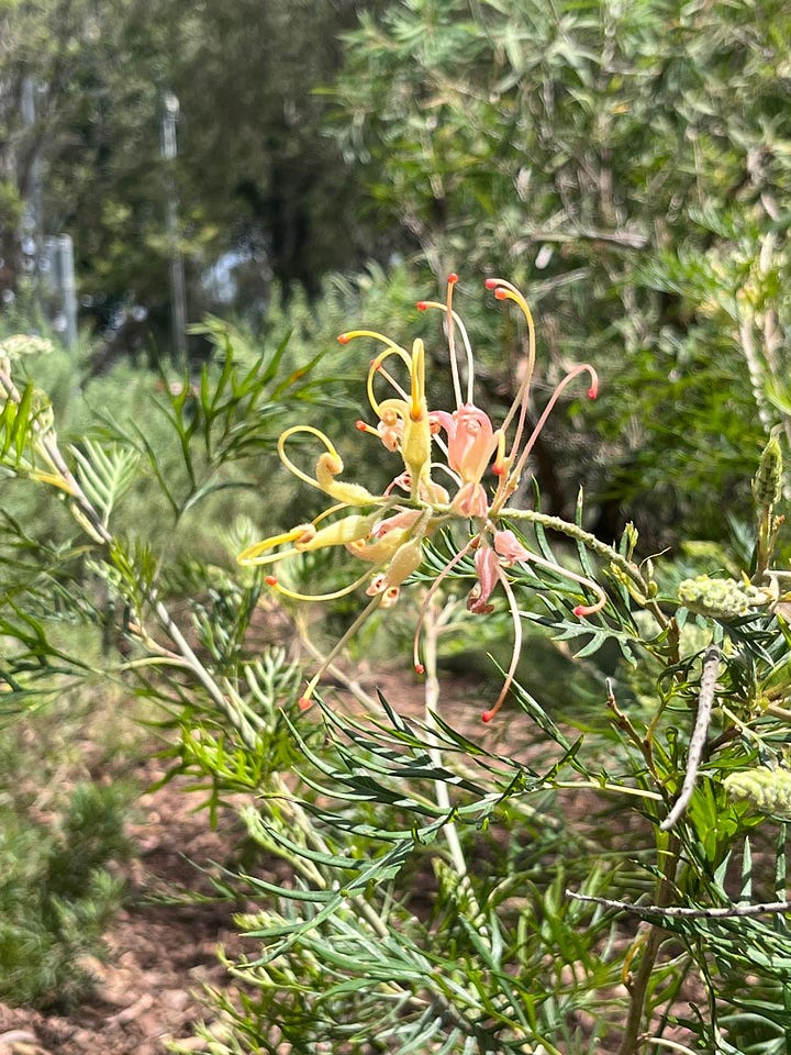 A selection of flowers spotted around Brisbane
