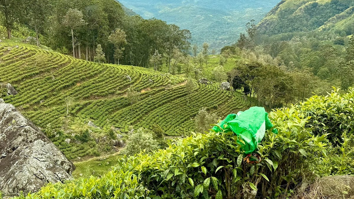 Outdated Tea Lands Tea for Two Hundred Years - by Jill Martin