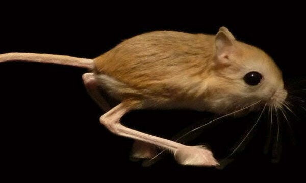 How evolution overshot the optimum bone structure in jerboas