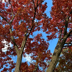 Oak leaves