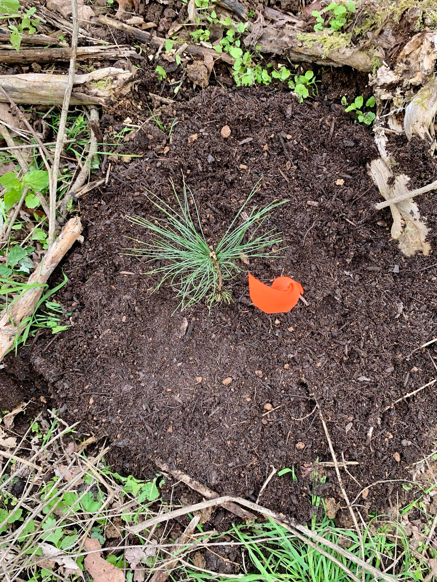 A tiny conifer is shown from above, along with the small red-orange flag that signals a fresh planting. These are surrounded by recently dug earth and many sticks, grasses, and ground coverings nearby. A tiny conifer is shown from above, along with the small red-orange flag that signals a fresh planting. These are surrounded by recently dug earth and many sticks, grasses, and ground coverings nearby.