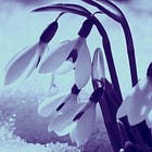Snowdrops: Flower of Hope