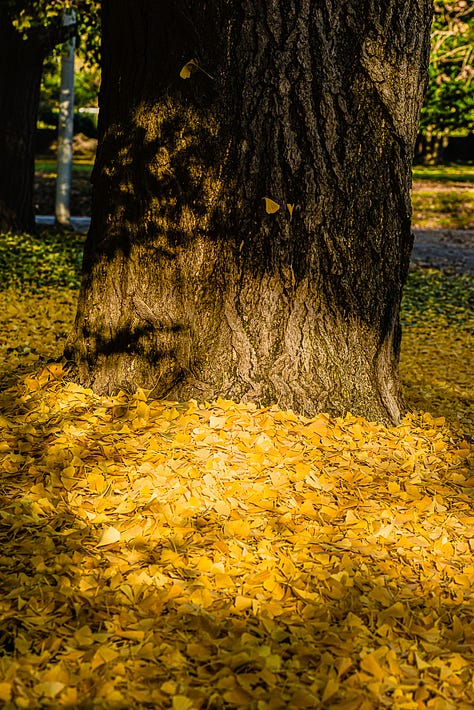 Ginkgo trees in urban settings. Copyright Tom Kimmerer