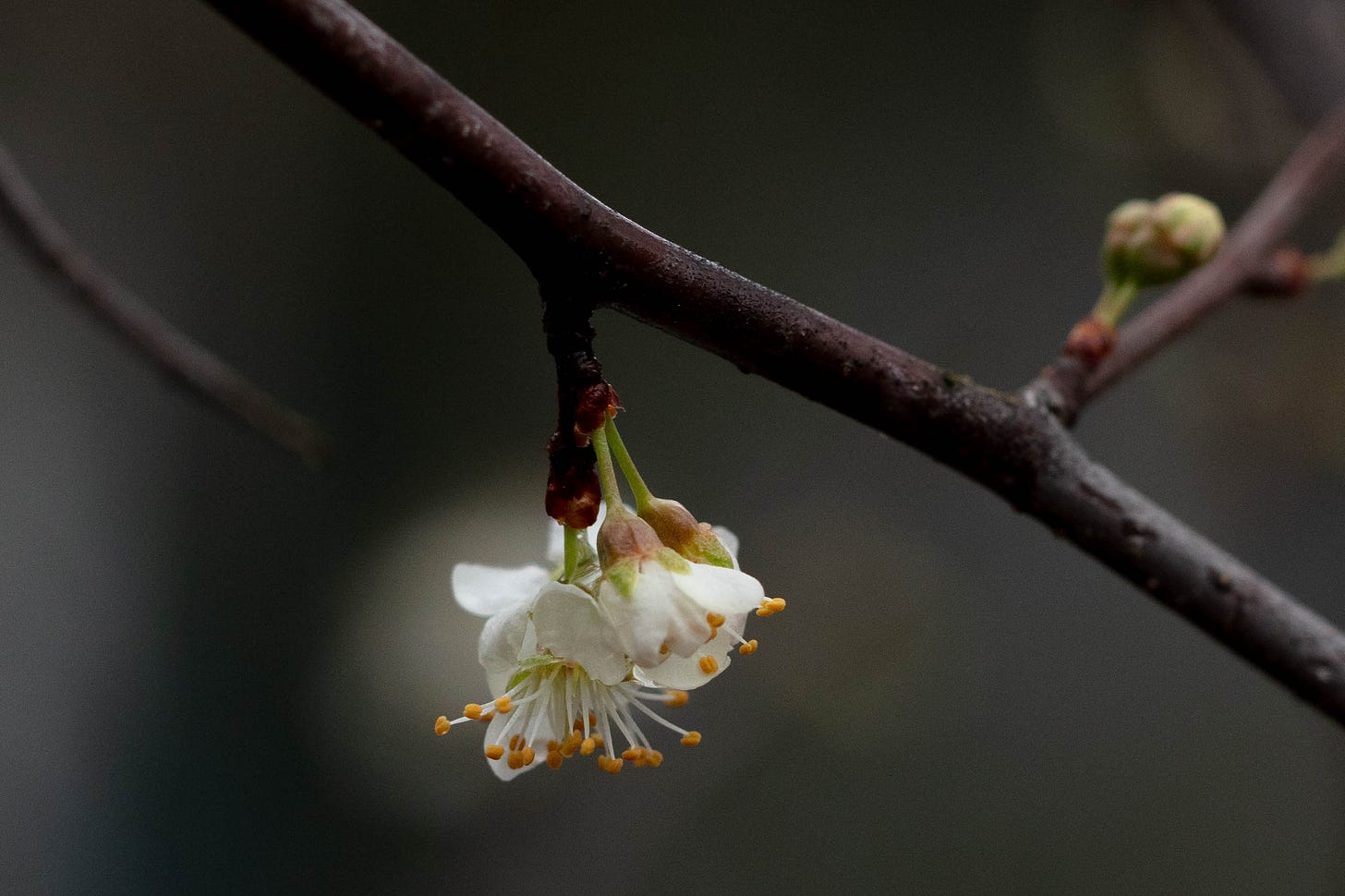Rainy, dark gray, dreary scene with a closeup of a group of a few bright white flowers with many yellow-tipped anthers, hanging down from a thin, dark purplish-brown branch that stretches across the dark gray frame.