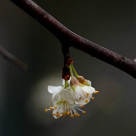 The End of the Brown Season