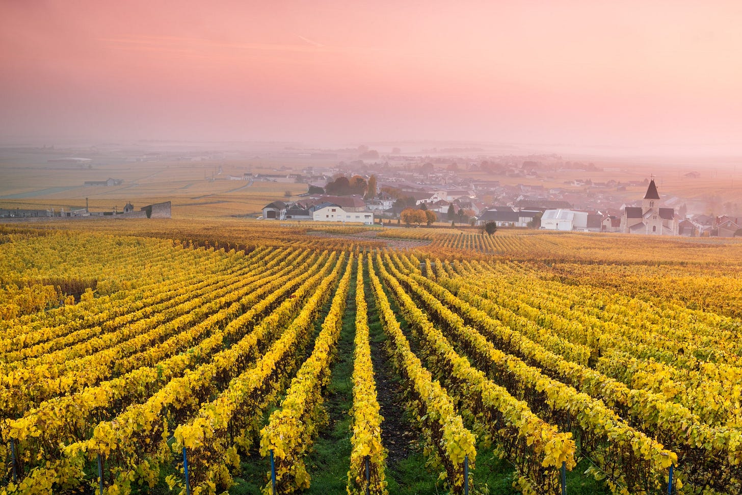 Rows of grape vines growing in a vineyard in France Rows of grape vines growing in a vineyard in France