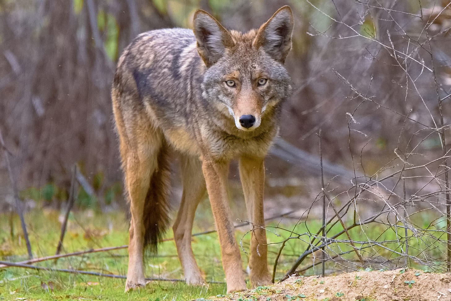 Tourist tries to befriend coyote — [chomp] — and learns painful lesson: "Ow! You motherf*cker!" (video)