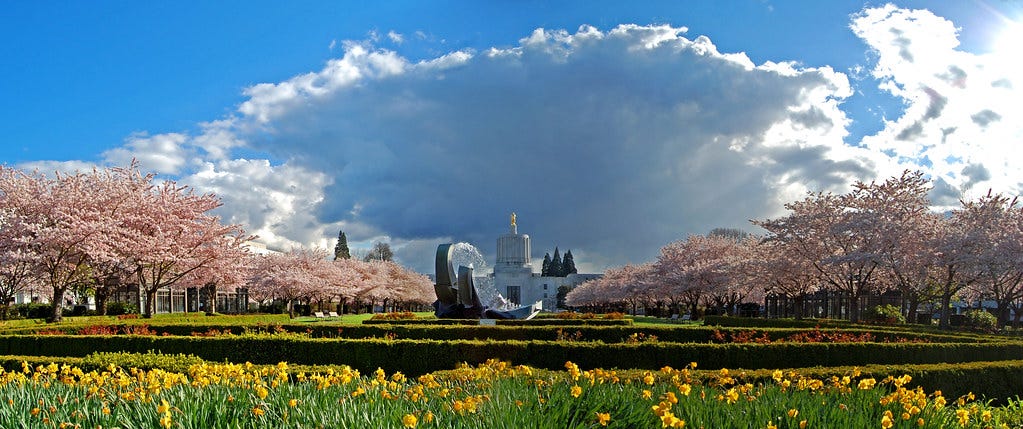 Salem Cherry Blossoms Panorama Salem Cherry Blossoms Panorama