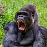 Primatology.net