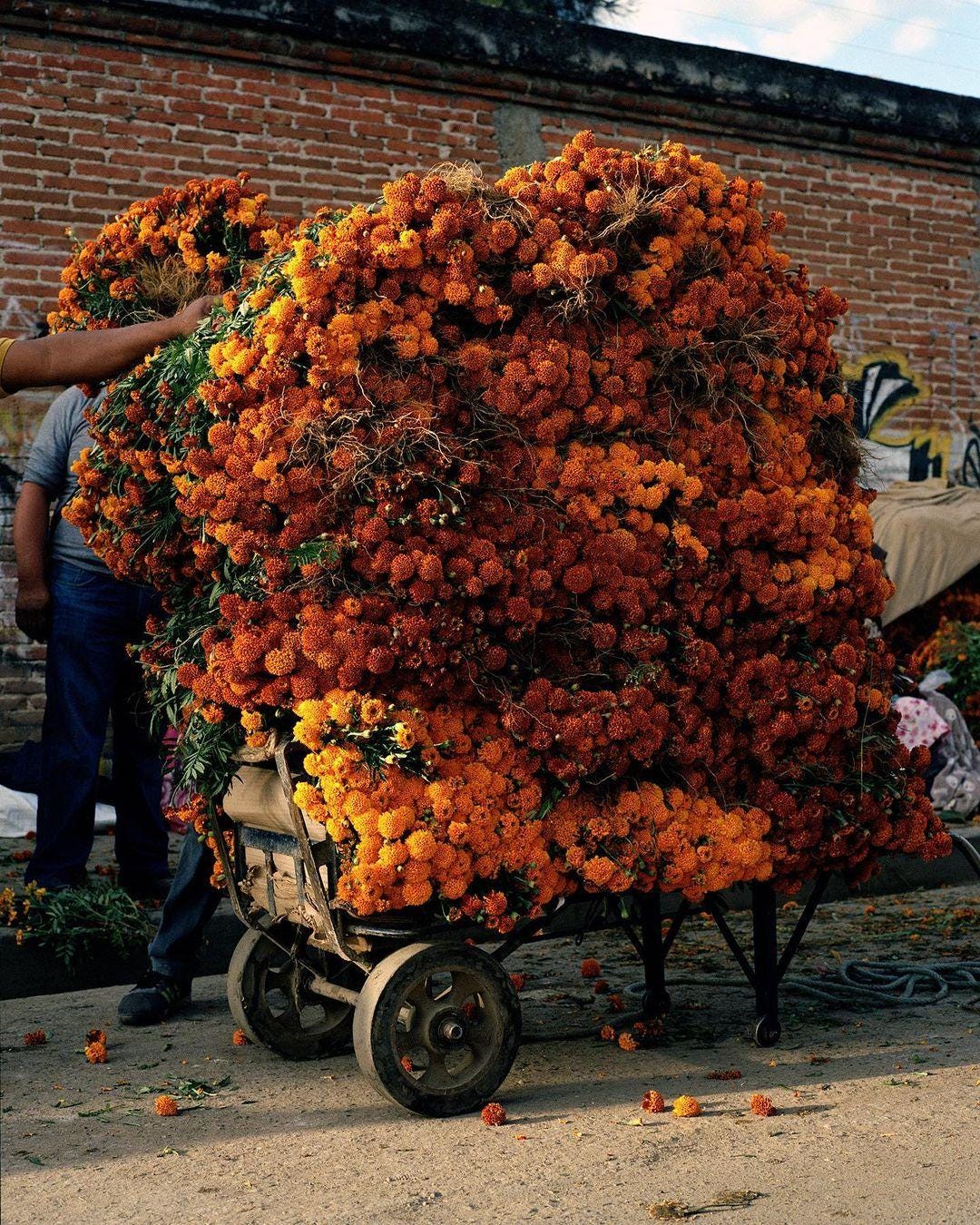 An Instagram  post added by demoncurry on May 20, 2024. The author is @evanbrowning. May present: tree, daytime, wheel, tire, orange.