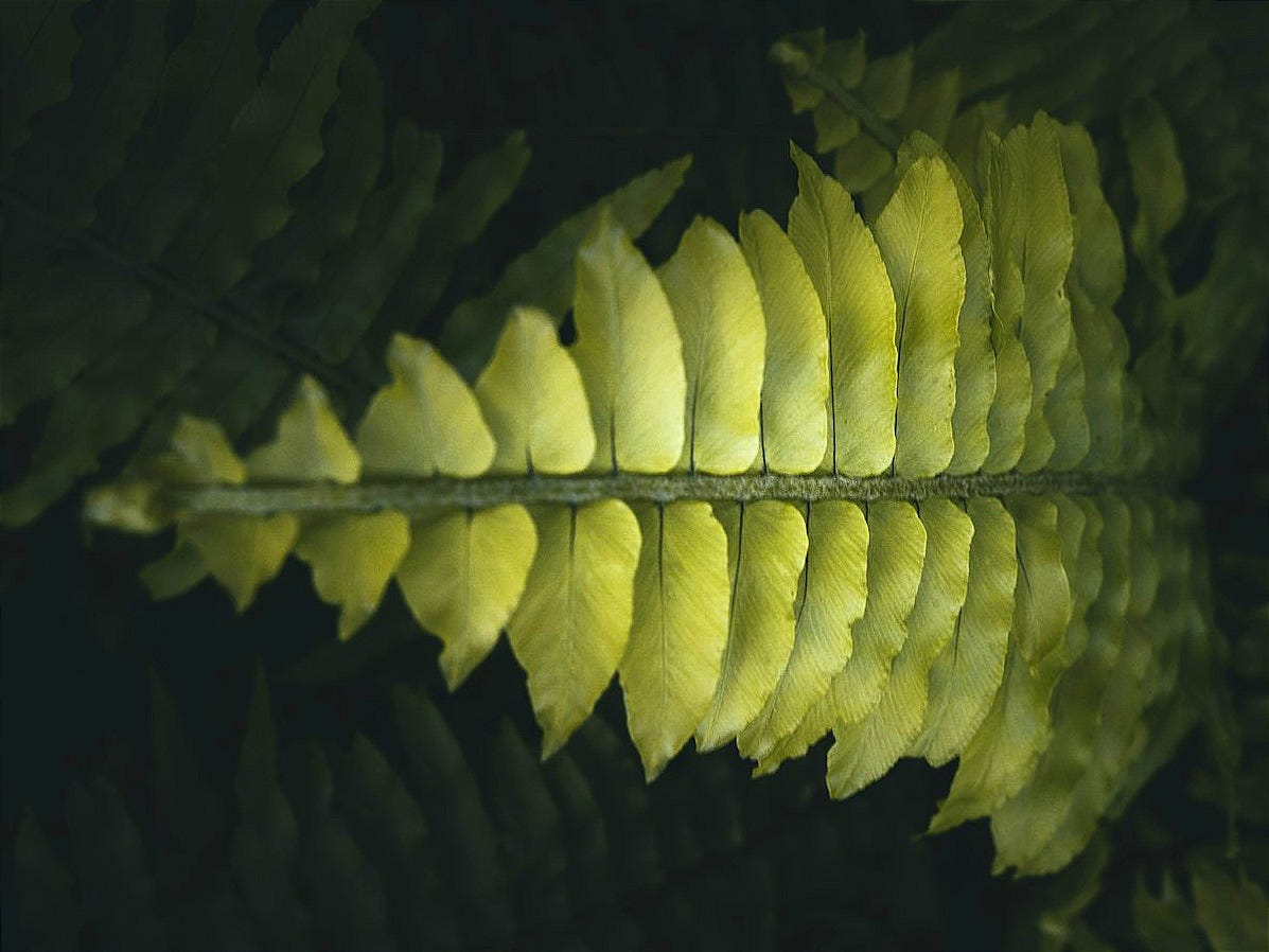 a close-up of a leaf