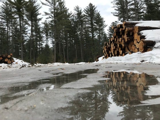 An early thaw leaves standing water across a timber harvest landing