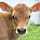 Cattle & Sheep Health, by Graham Shepherd