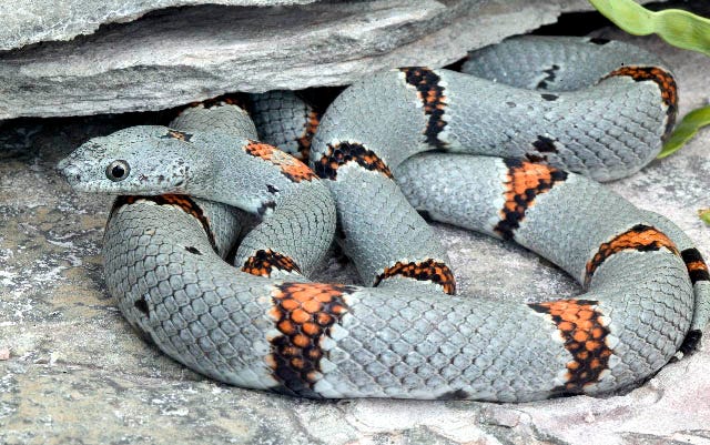 gray-banded kingsnake