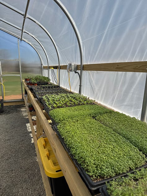 greenhouses, healthy food at restaurant