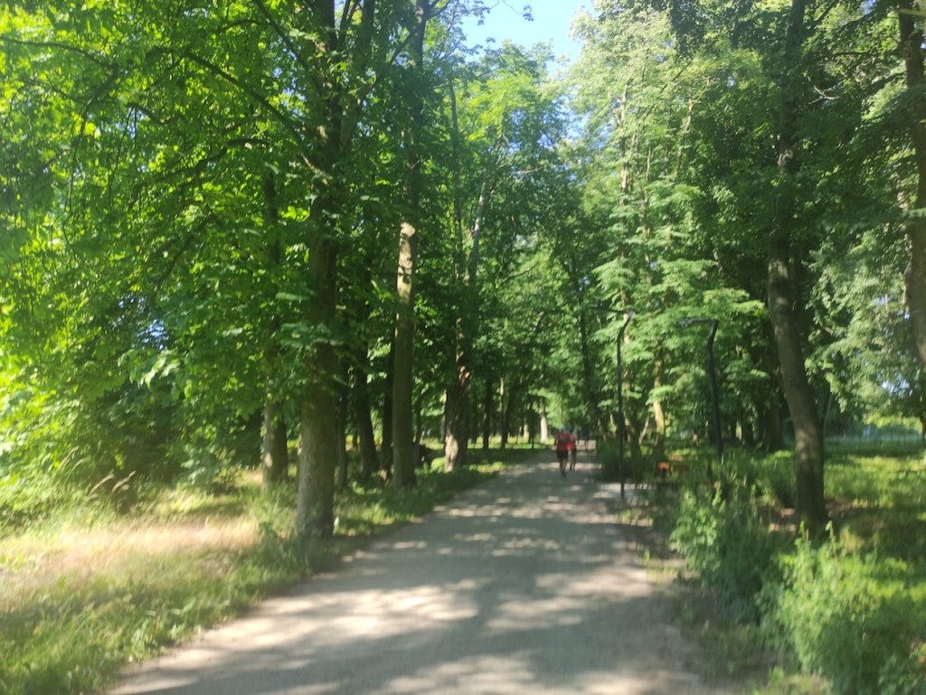 The sun shines through the trees that line the route