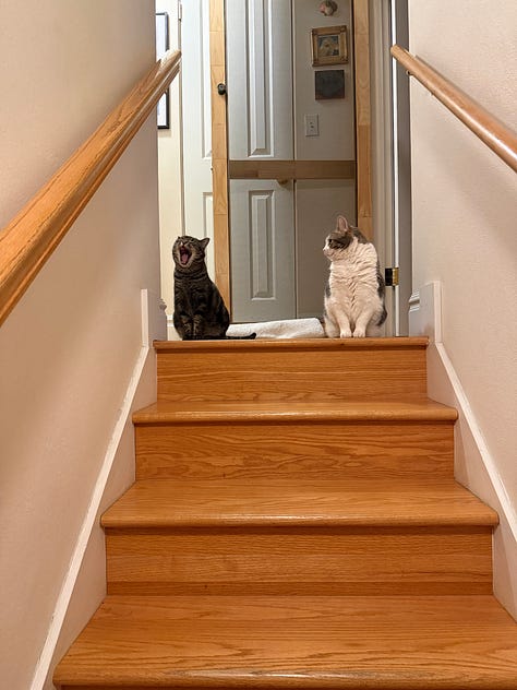 photos of cats, the northern lights, my beautiful birthday cake