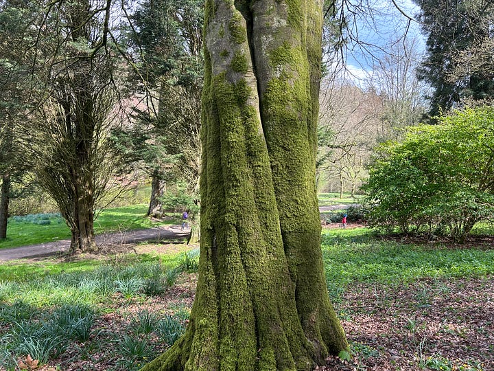 Trees at Stourhead Garden, Wiltshire.