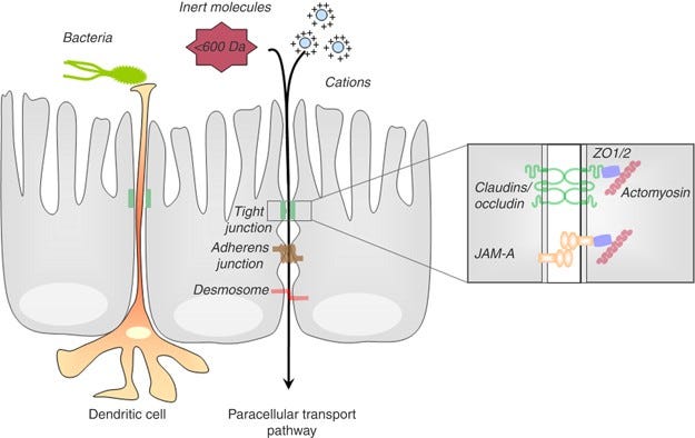 Multiple facets of intestinal permeability and epithelial handling of dietary antigens | Mucosal Immunology Multiple facets of intestinal permeability and epithelial handling of dietary antigens | Mucosal Immunology