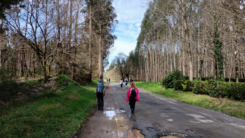 Peregrinos caminando por la carretera entre arboledas cerca de Santiago