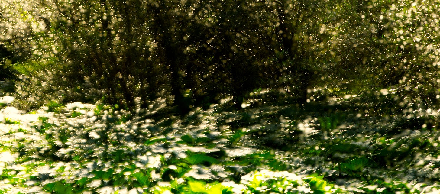 light and tree
