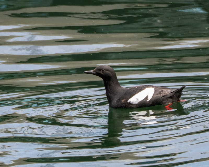 20250610-SJI2-599-Edit.jpg 20250610-SJI2-599-Edit.jpg