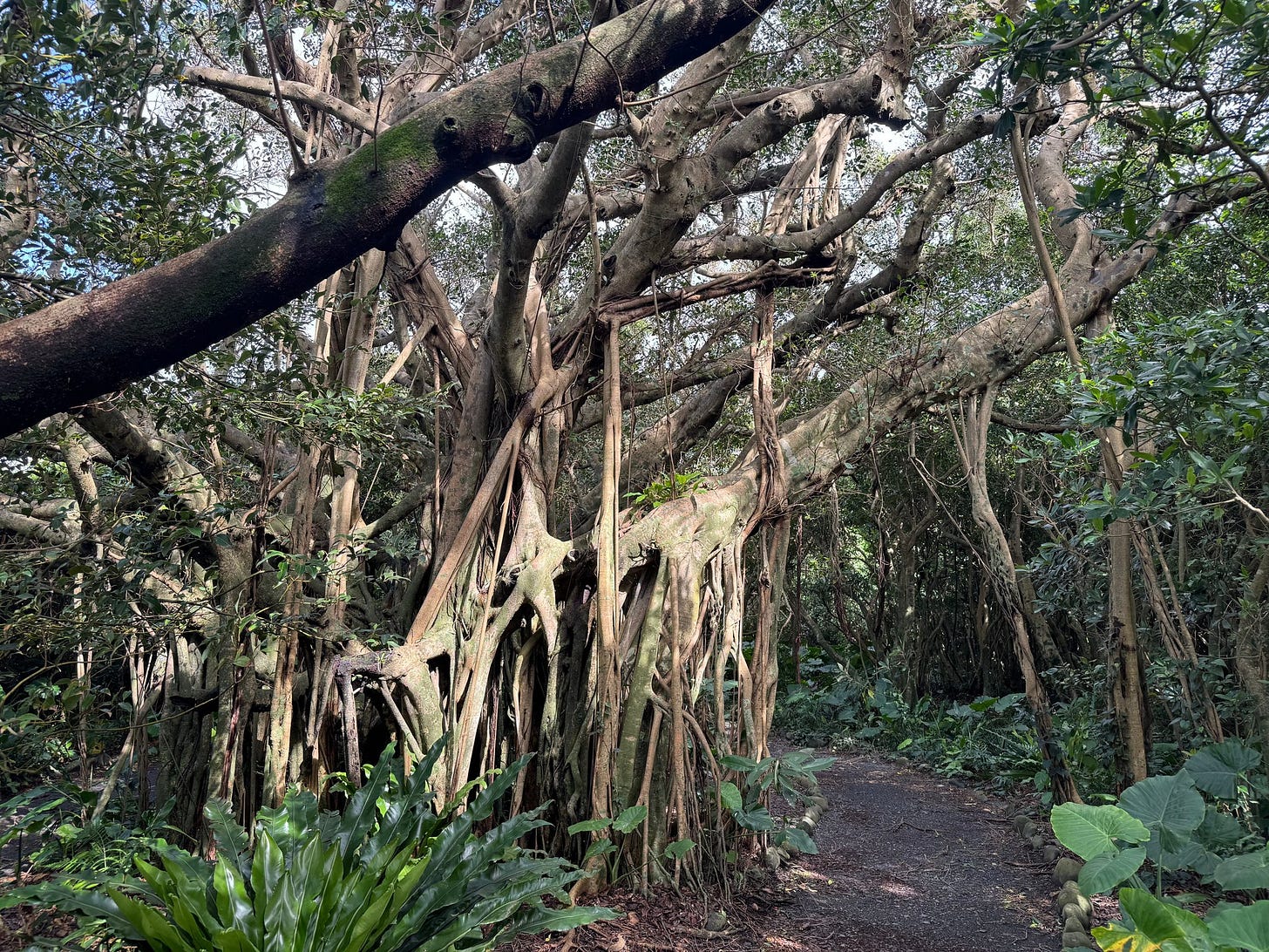 木と木が支え合っているように見えた、がじゅまる公園。 木と木が支え合っているように見えた、がじゅまる公園。