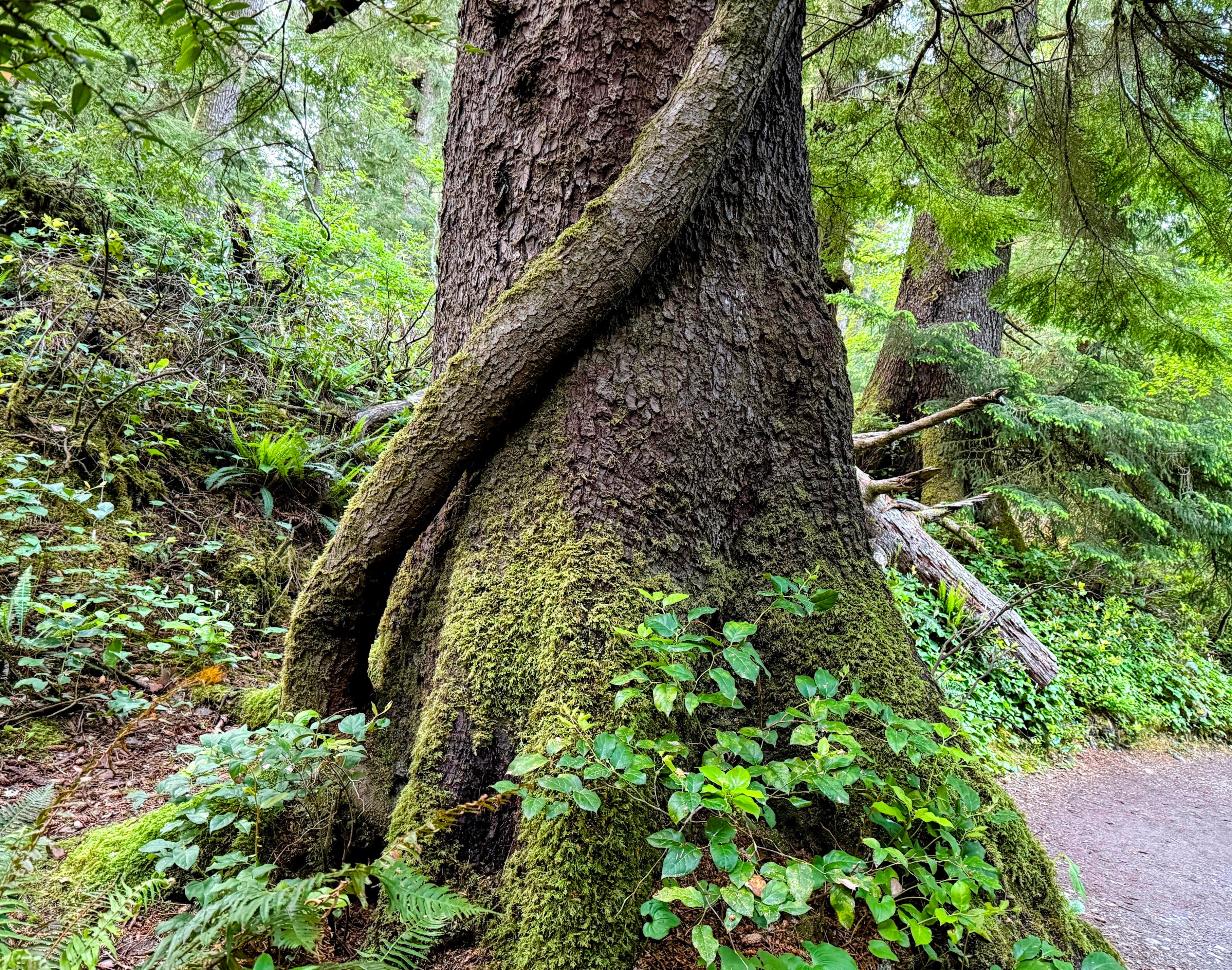 Tree Roots Inosculation Inosculation - by Adam Sawyer - Collecting Sunsets