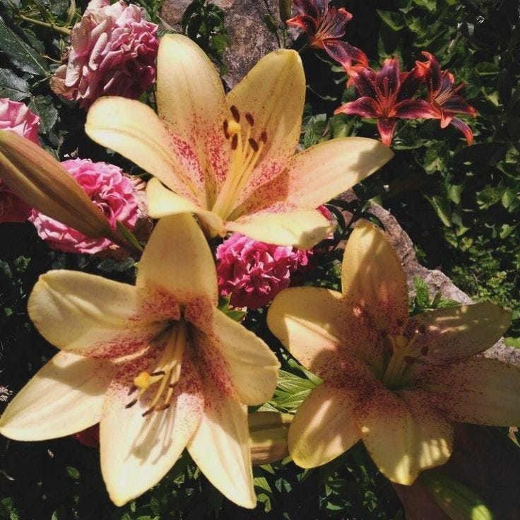 straight from my notes app