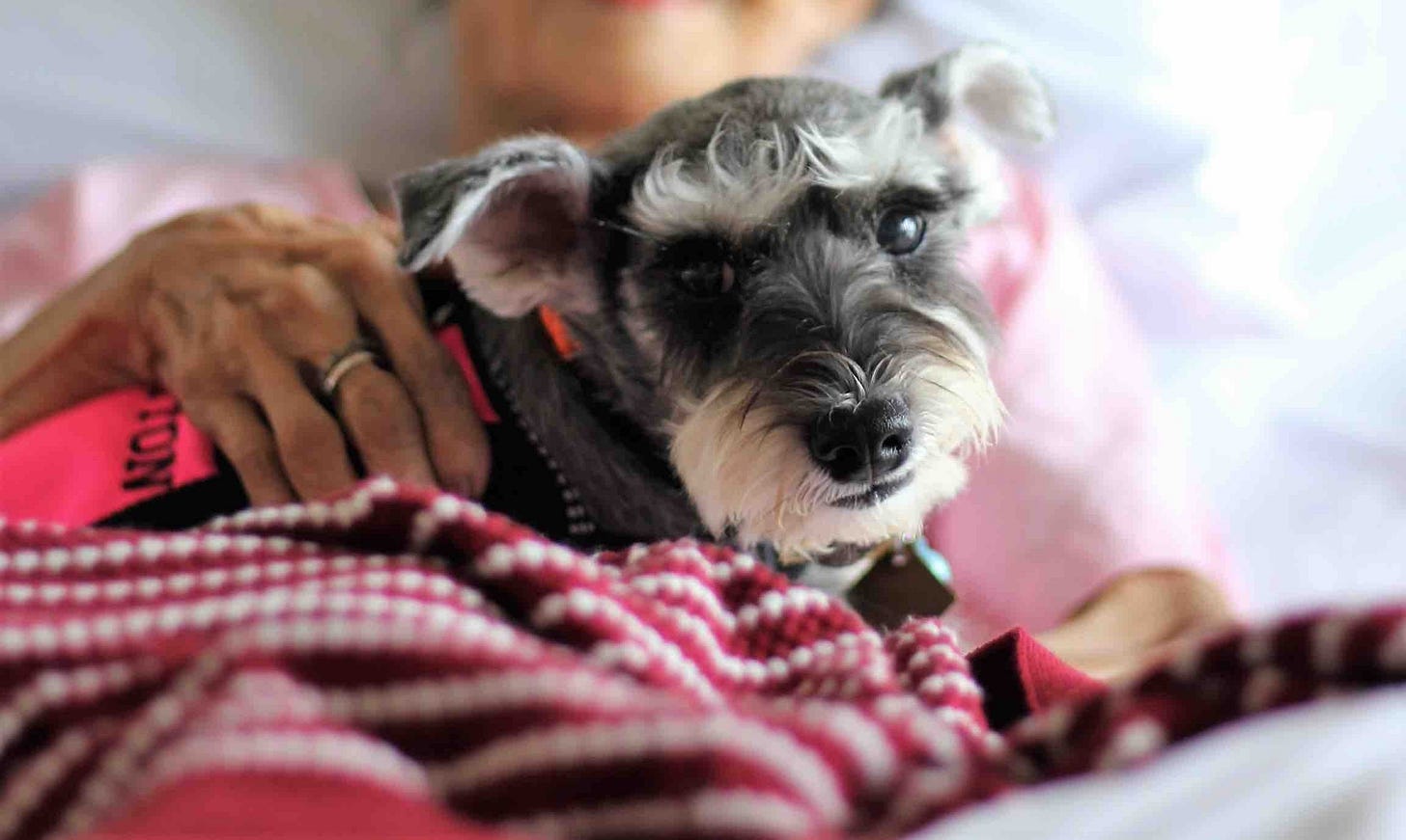 Button the Hokkien therapy dog