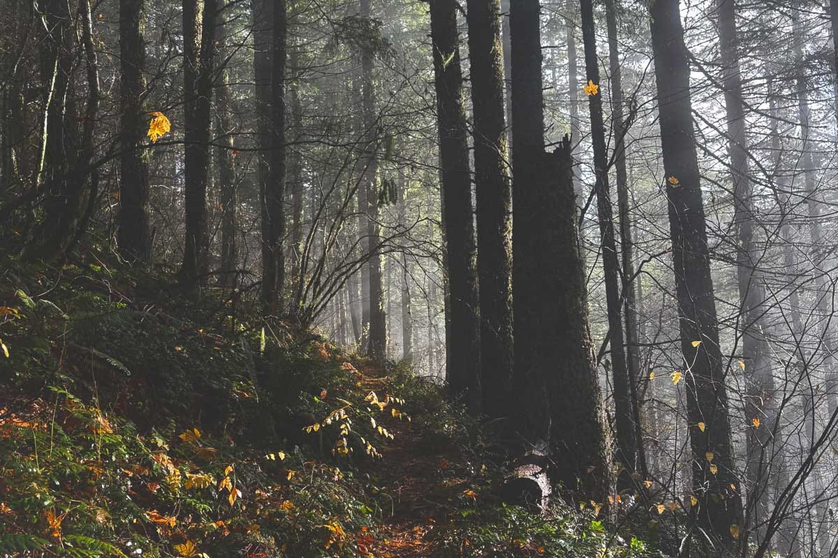 Oregon trail in autumn