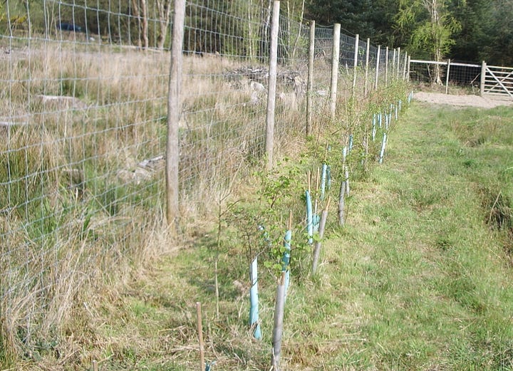 Newly planted trees in lines