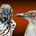 The Babbler & Bulbul Project