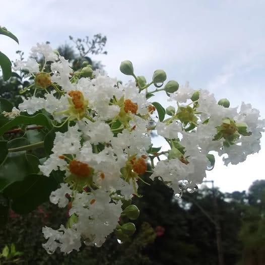 Nenhuma descrição de foto disponível.