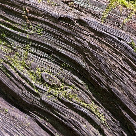 close up views of redwood tree bark and clover