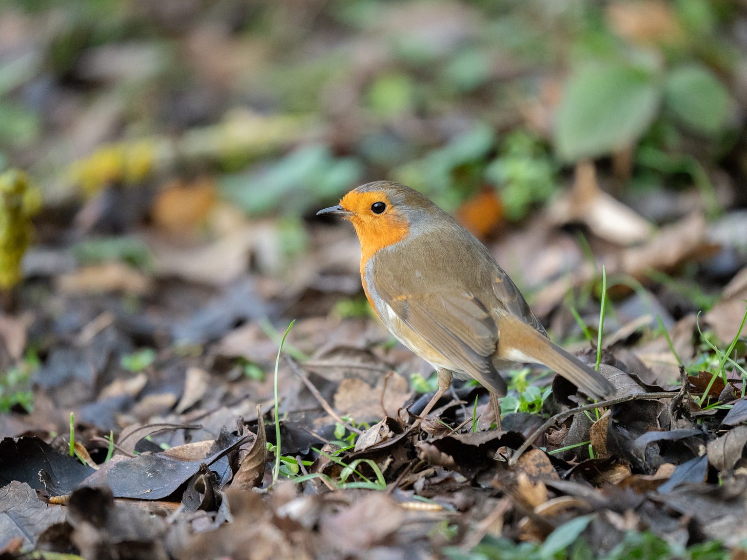 A Robin - a brown bird with a red chest - standing in the leaf litter A Robin - a brown bird with a red chest - standing in the leaf litter