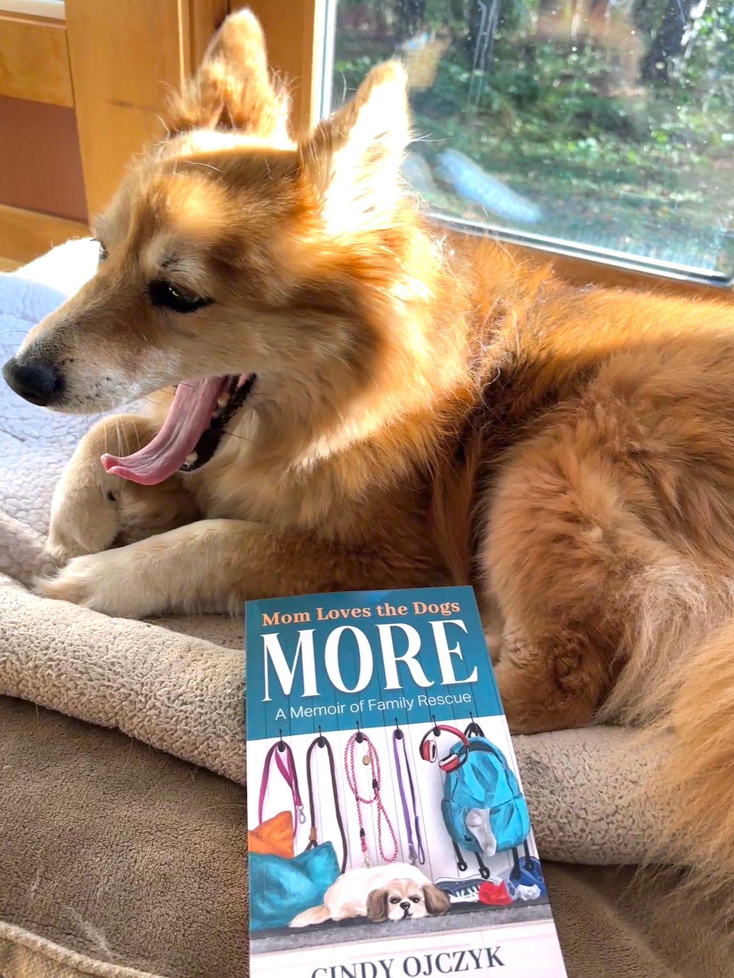 rust colored dog lies on dog bed with book by side