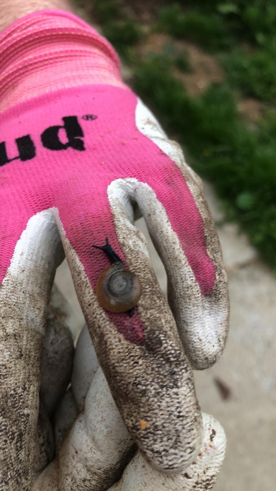 Emory’s hand in a pair of garden gloves, with a snail on one finger