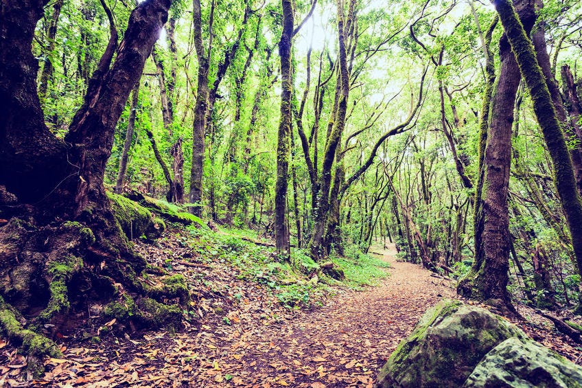 Inspirational beautiful green forest landscape