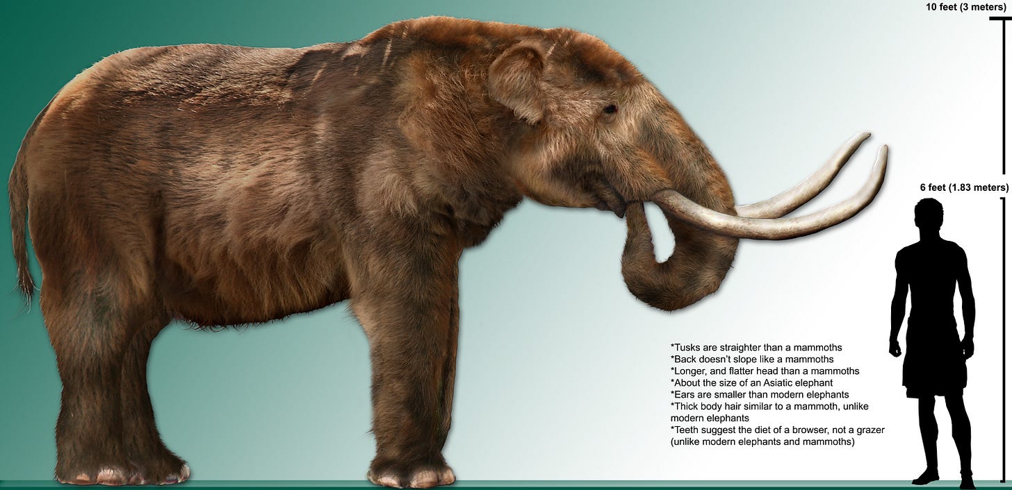https://upload.wikimedia.org/wikipedia/commons/8/82/High_res_mastodon_rendering.jpg rendering of a furry mastadon standing next to a person. the height of the 6' human reaches about the shoulder on the mastadon
