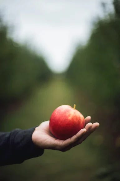 hand holding an apple