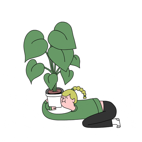 House-plants GIFs - Get the best GIF on GIPHY House-plants GIFs - Get the best GIF on GIPHY