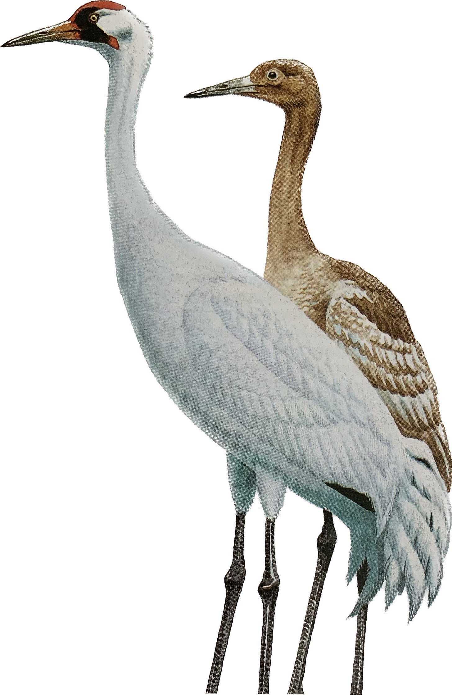 whooping crane